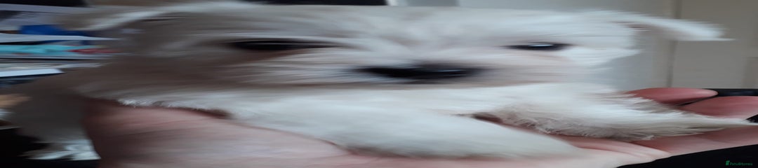 West Highland Terrier Puppy 4