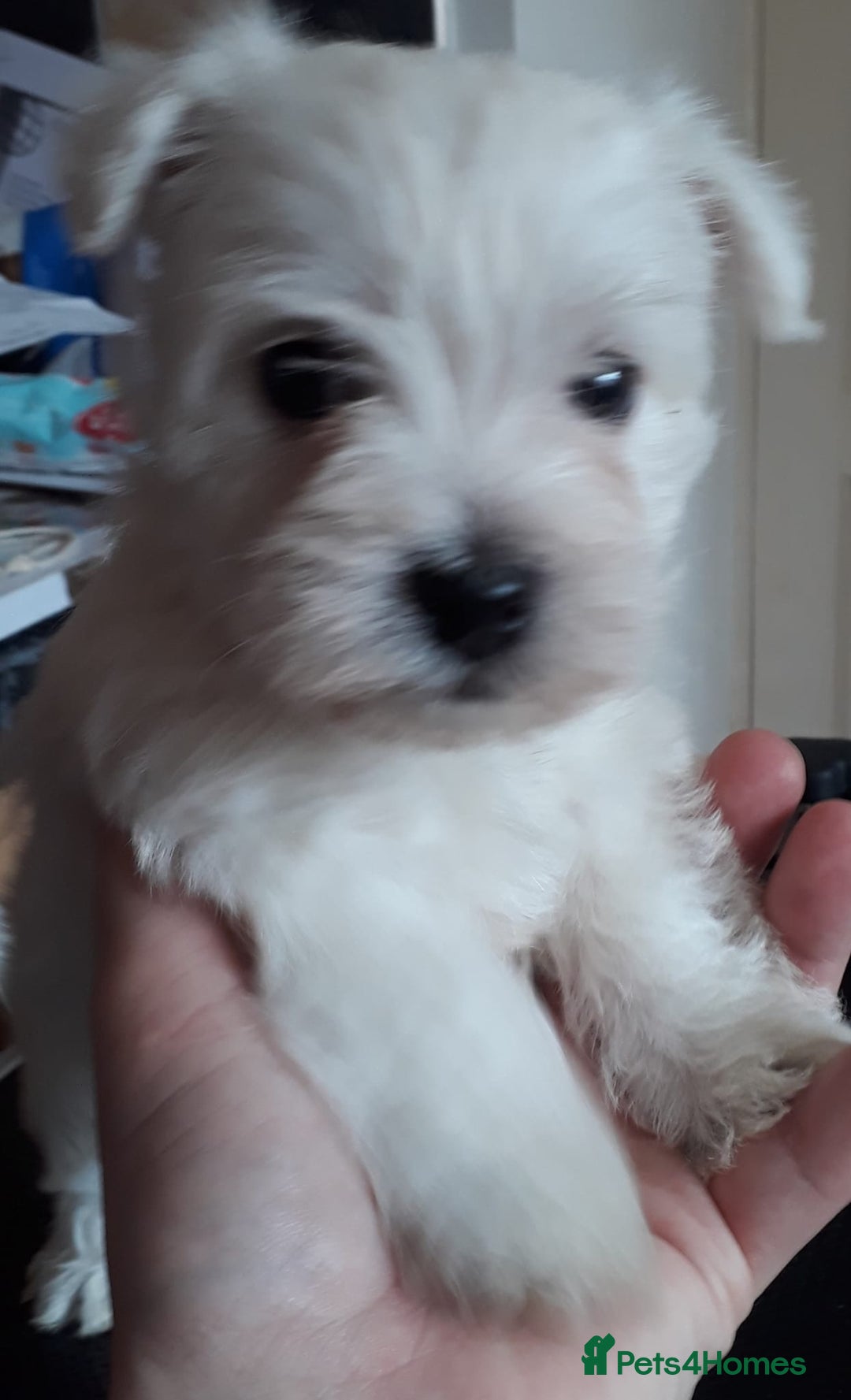 West Highland Terrier dogs for sale: KC Reg Quality West Highland Terrier Puppies  - Image 6