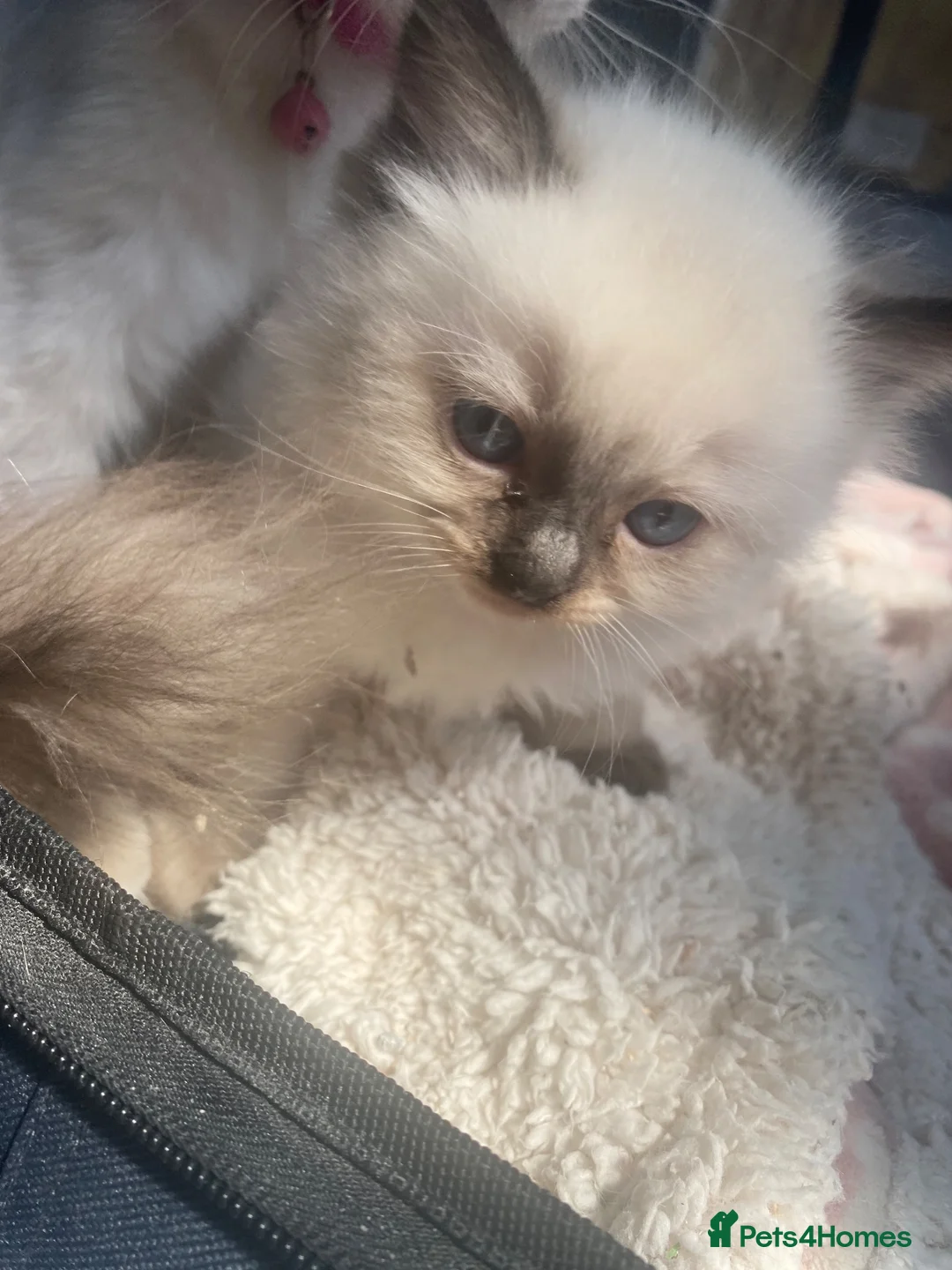Ragdoll cats for sale: male ragdoll kittens  - Advert 19