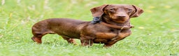 Miniature Dachshund dogs for stud: Miniature Choc & Tan Dachshund STUD KC registered  in Barnsley - Advert 4