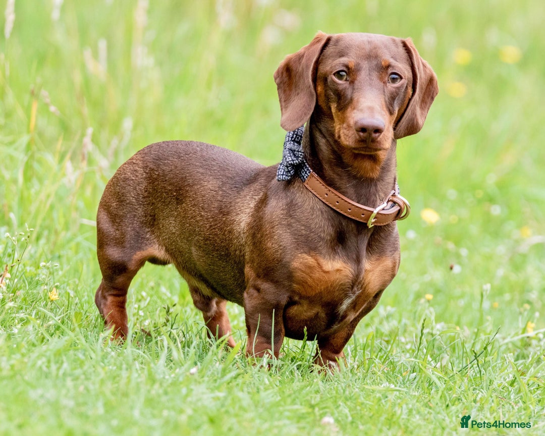Miniature Dachshund dogs for stud: Miniature Choc & Tan Dachshund STUD KC registered  in Barnsley - Advert 4
