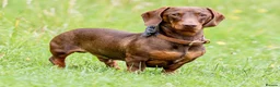 Miniature Dachshund dogs for stud: Miniature Choc & Tan Dachshund STUD KC registered  in Barnsley - Advert 4