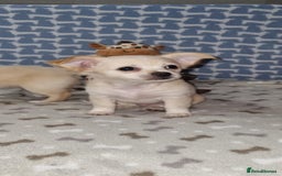 Chihuahua dogs for sale: Chihuahua boys for sale - Image 3