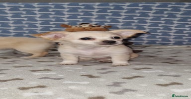 Chihuahua dogs - Advert 10