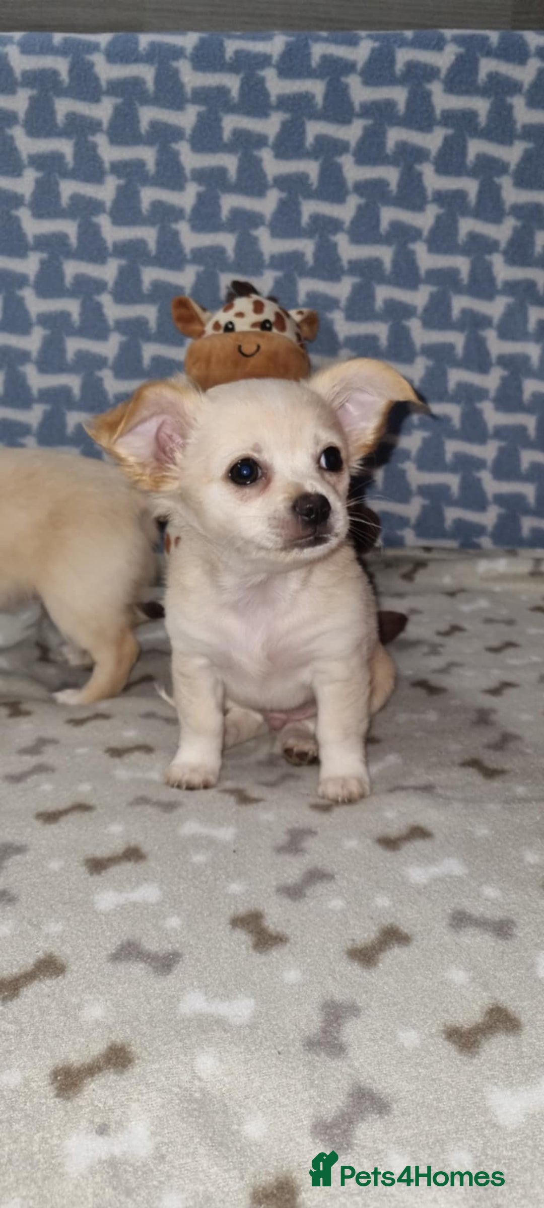Chihuahua dogs for sale: Chihuahua boys for sale - Image 3