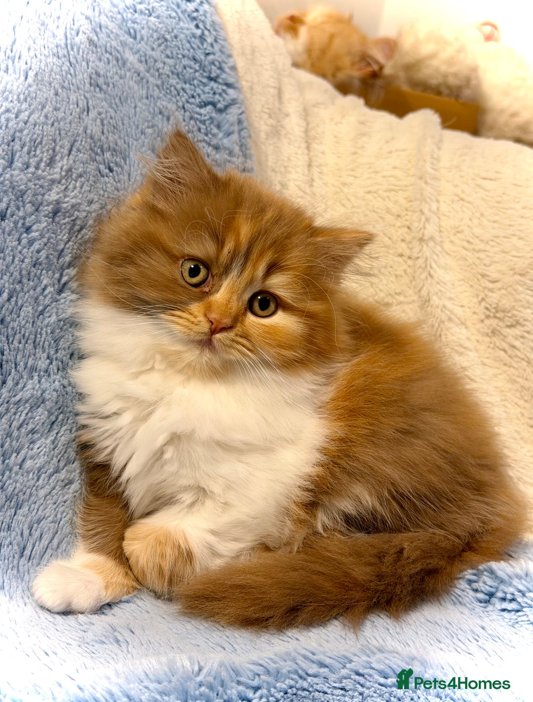 British Longhair cats for sale: British Longhair girls TICA registered  - Advert 6