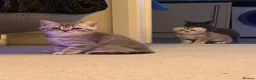 British Shorthair cats for sale: British shorthair  - Advert 6