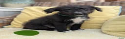 Bordoodle dogs for sale: Standard Bordoodle Puppies - Advert 4