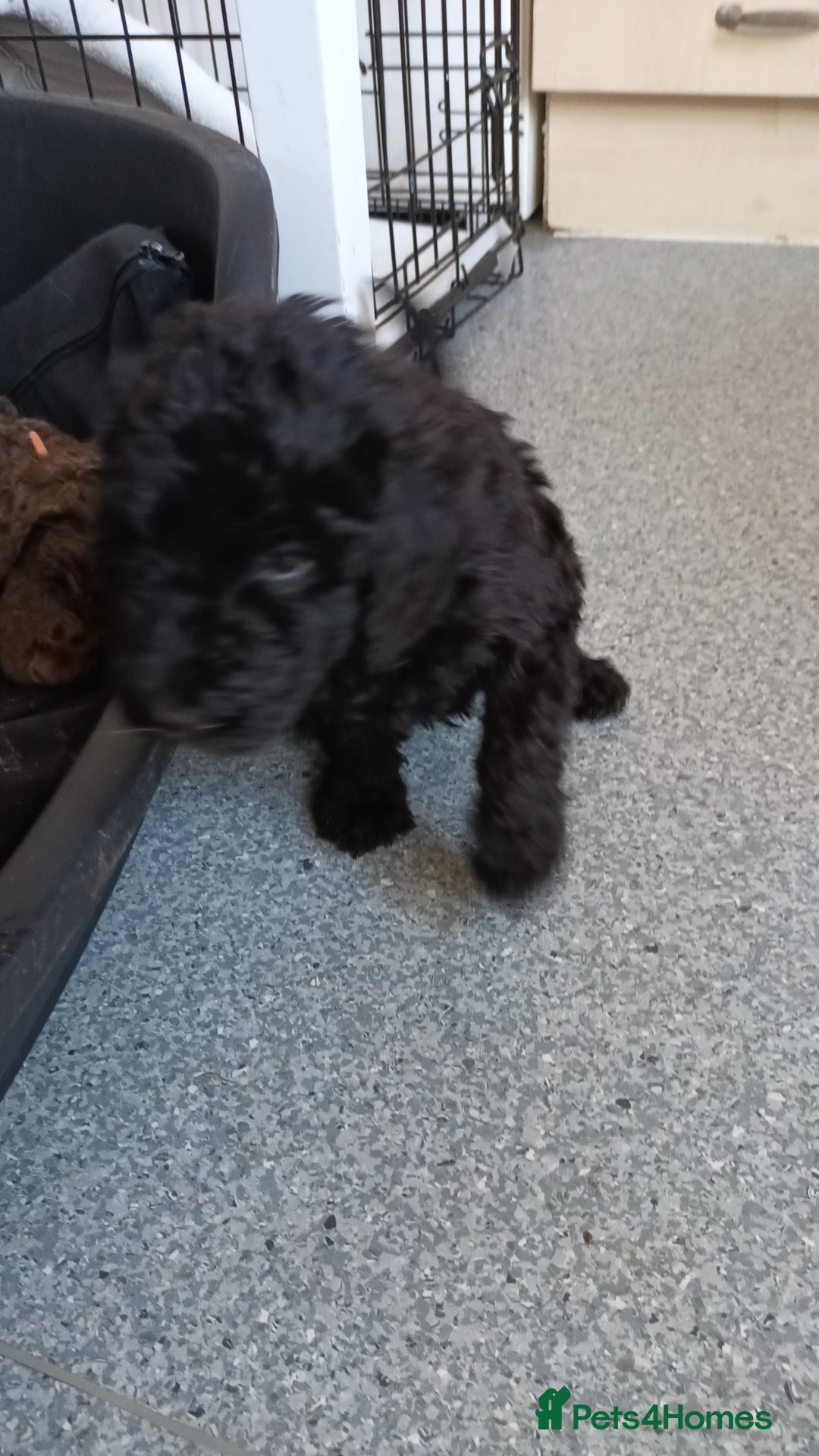 Labradoodle dogs for sale: F,1,B Standard labradoodles - Image 11