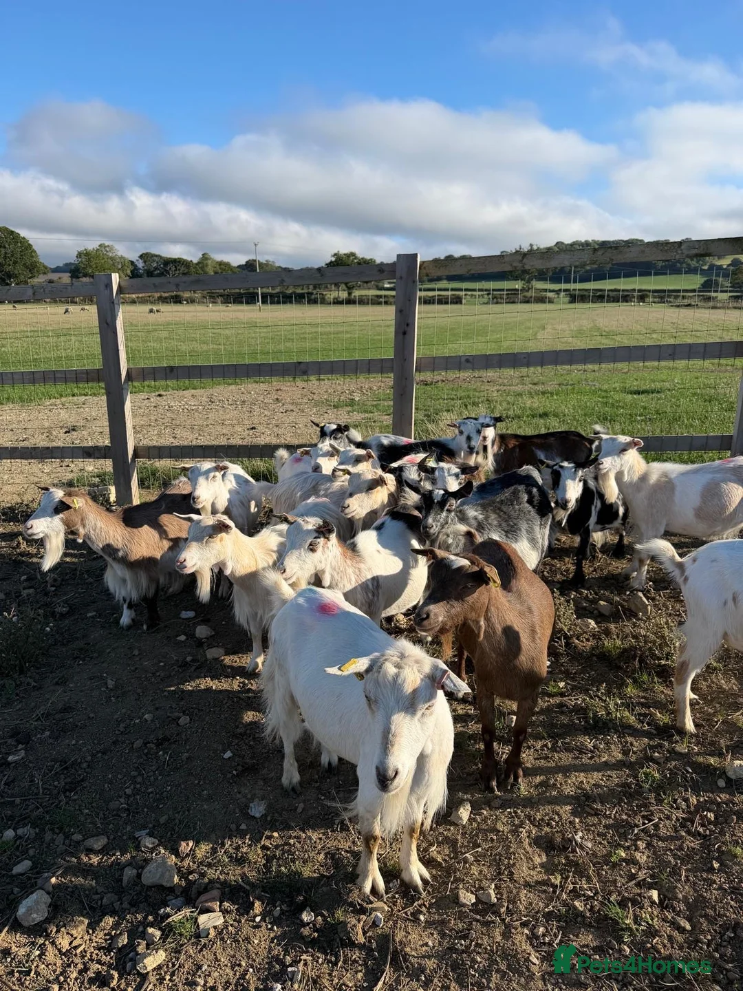 Goats livestock for sale: Pure Pygmy Nannie’s  - Advert 1