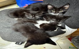 Korat cats for sale: KITTENS FOR FREE!!! NEED GONE ASAP! - Image 11