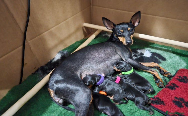 English Toy Terrier dogs Grayswish English toy terriers - Advert 10