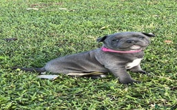 Staffordshire Bull Terrier dogs for sale: Blue English Staffy's bull terrier** - Image 5