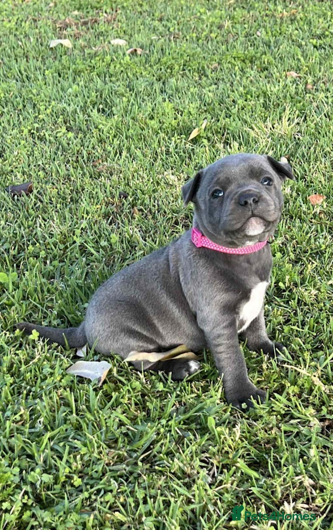 Staffordshire Bull Terrier dogs for sale: Blue English Staffy's bull terrier** - Image 5