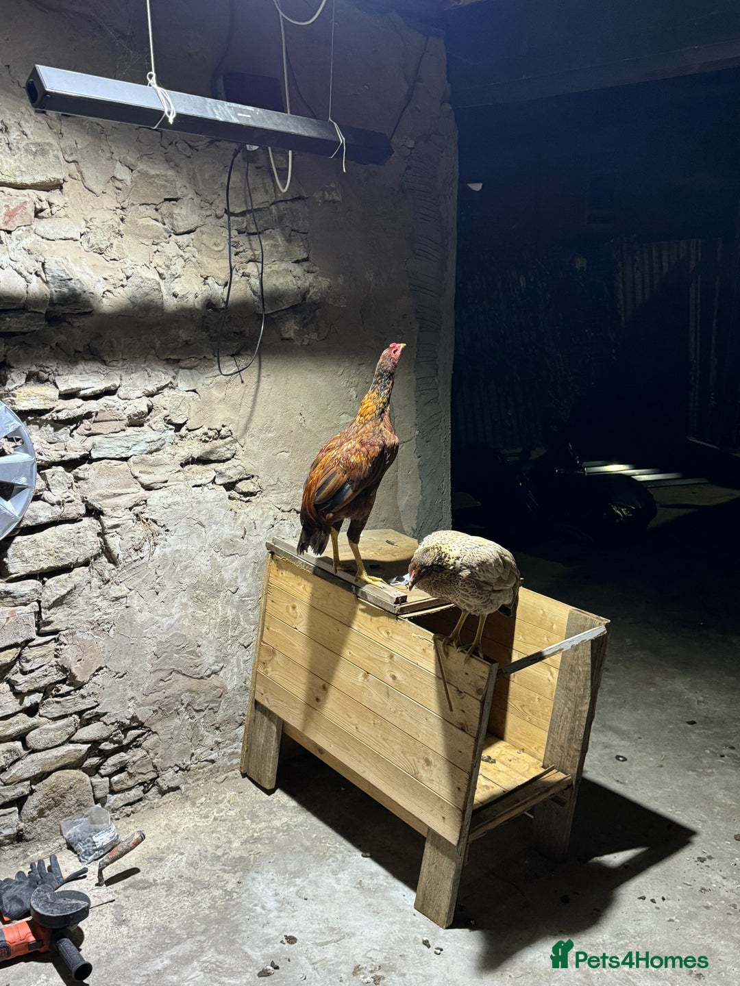 Chickens poultry for sale: Aseel Shamo GameFowl Cockfighting Chickens Pair - Image 5
