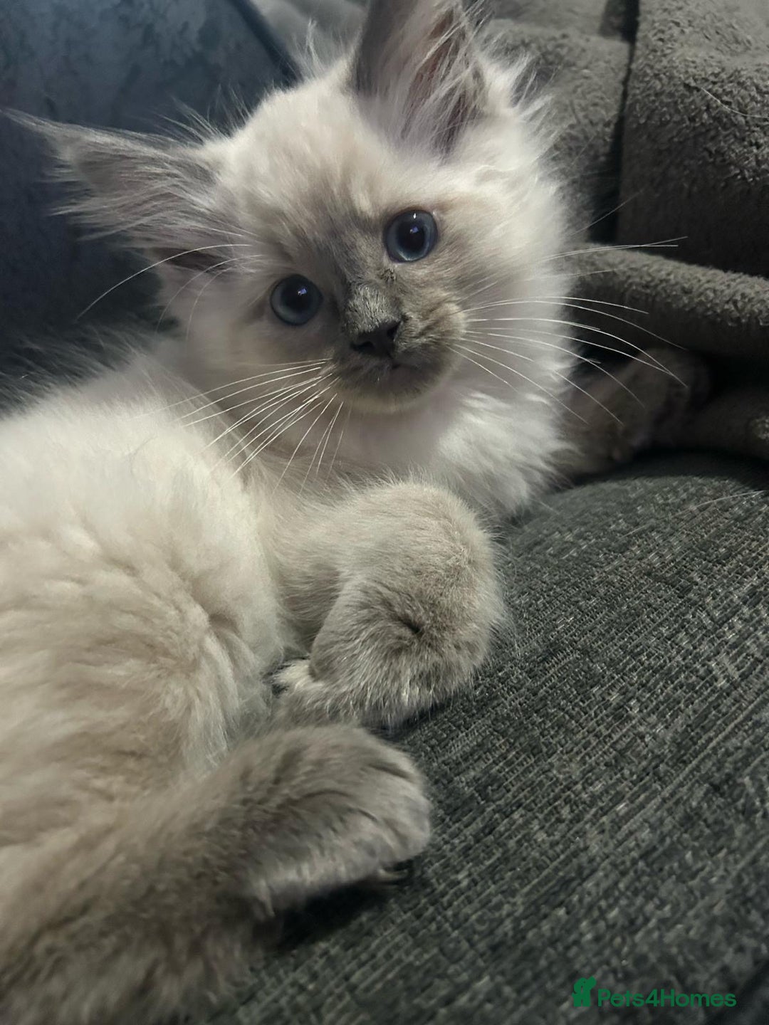 Ragdoll cats for sale: Rigdoll kittens  - Image 4
