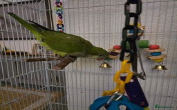Parrots birds for sale: 2 handreared quakers 250/400 pair - Image 4
