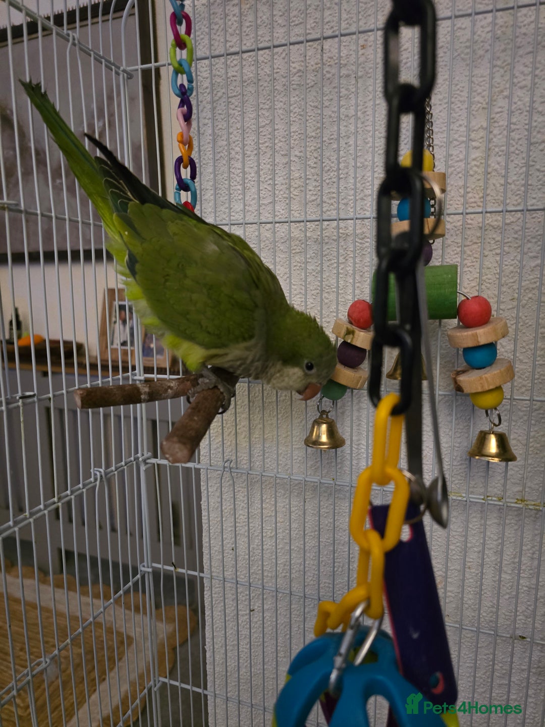 Parrots birds for sale: 2 handreared quakers 250/400 pair - Image 4