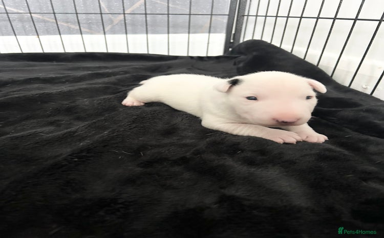 English Bull Terrier dogs - Advert 1