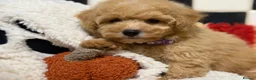 Poochon dogs for sale: Stunning litter of poochons ready now - Advert 3