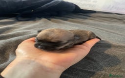 Chihuahua dogs for sale: Beautiful Teacup Chihuahua Puppies Available 16/12 - Image 7