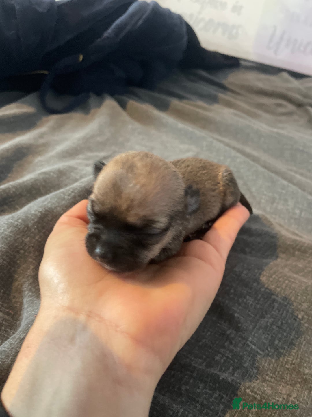 Chihuahua dogs for sale: Beautiful Teacup Chihuahua Puppies Available 16/12 - Image 7
