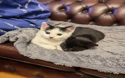 Mixed Breed cats for sale: Cute fluffy kittens black and white boys and girls - Image 7