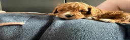Cavapoo dogs for sale: Fully Health Tested F1 Cavapoo’s  - Advert 5
