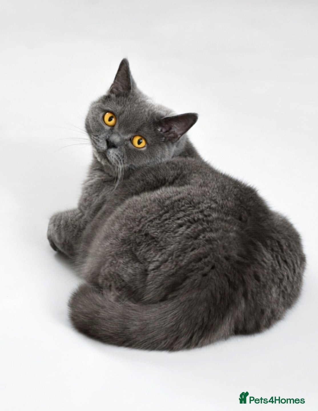 British Shorthair cats Male British Shorthair - Advert 10