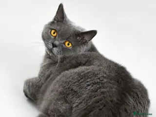 British Shorthair cats Male British Shorthair - Advert 10