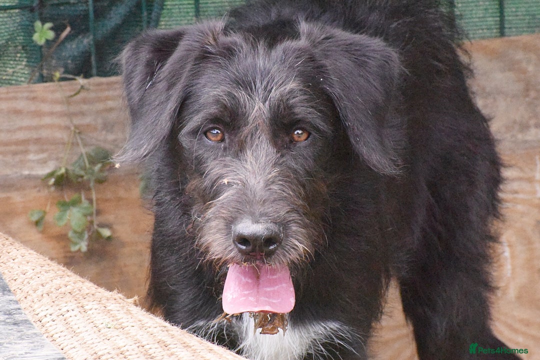 Irish Wolfhound dogs for adoption: Candy - Image 6