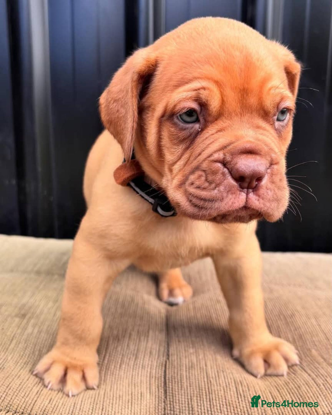 Dogue De Bordeaux dogs for sale: Majestic Dogue de Bordeaux Puppies for Rehom🐾👑 - Advert 12