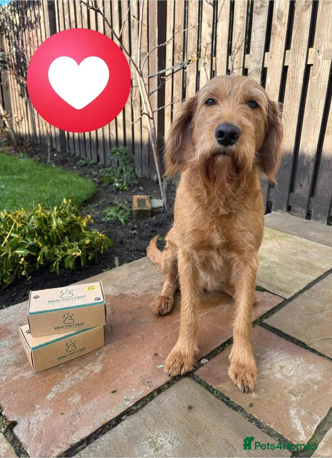 Mixed Breed dogs for sale: Double Doodle Puppies (Cockadoodles) - Advert 2