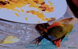 Conures birds for sale: Hand tame conure  - Image 6