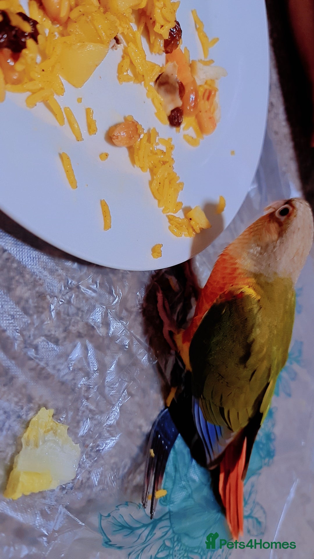 Conures birds for sale: Hand tame conure  - Image 6