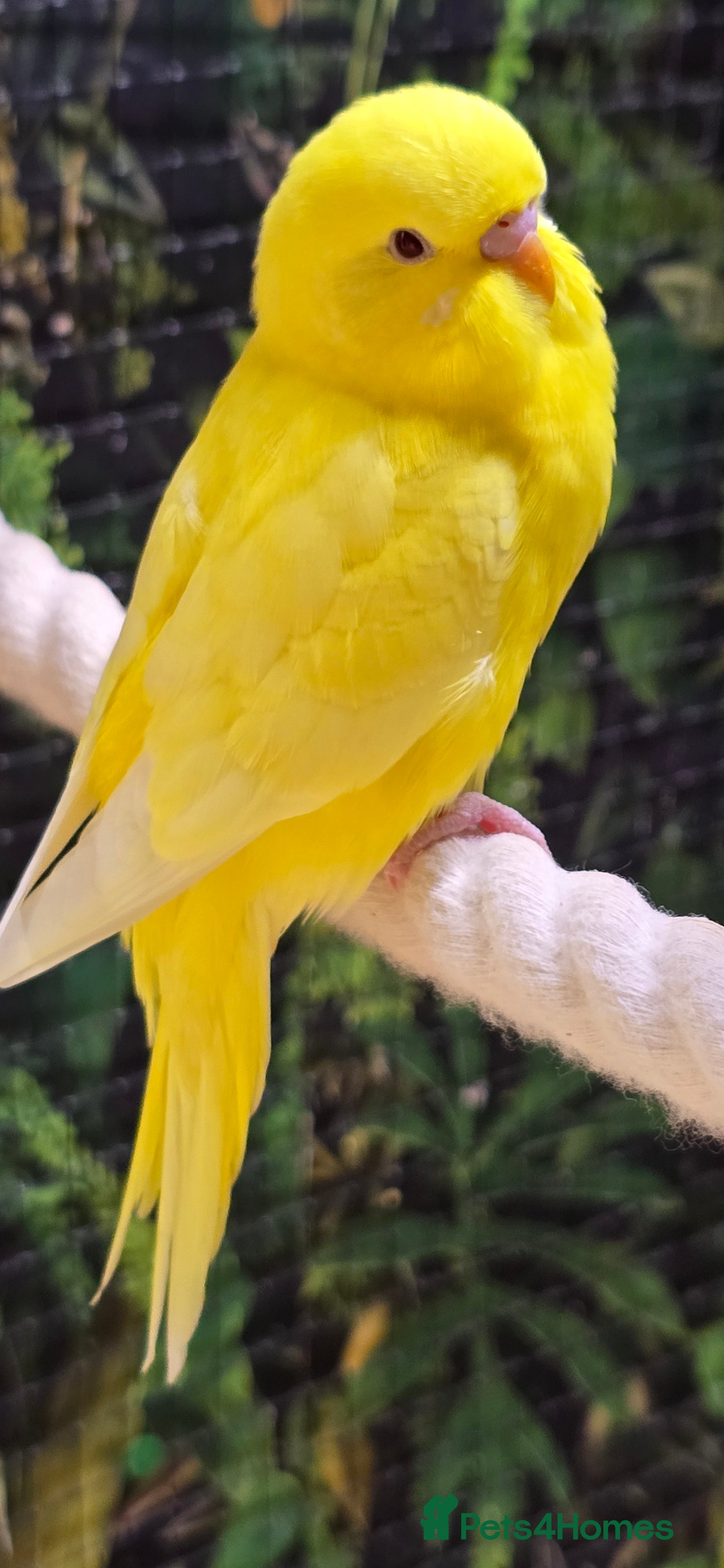 Budgerigars birds Male budgerigar. Lutino variety. - Advert 3