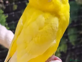 Budgerigars birds Male budgerigar. Lutino variety. - Advert 3