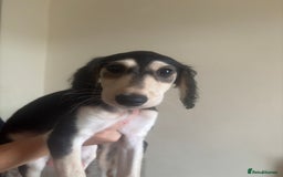 Saluki dogs for sale: KC registered Saluki puppies - Image 4