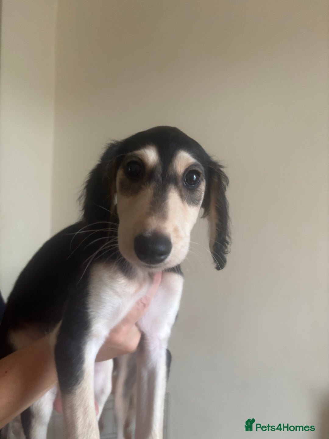 Saluki dogs for sale: KC registered Saluki puppies - Image 4