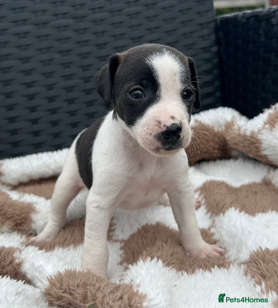 Jack Russell dogs for sale: 5 true to type jack russels  - Image 4