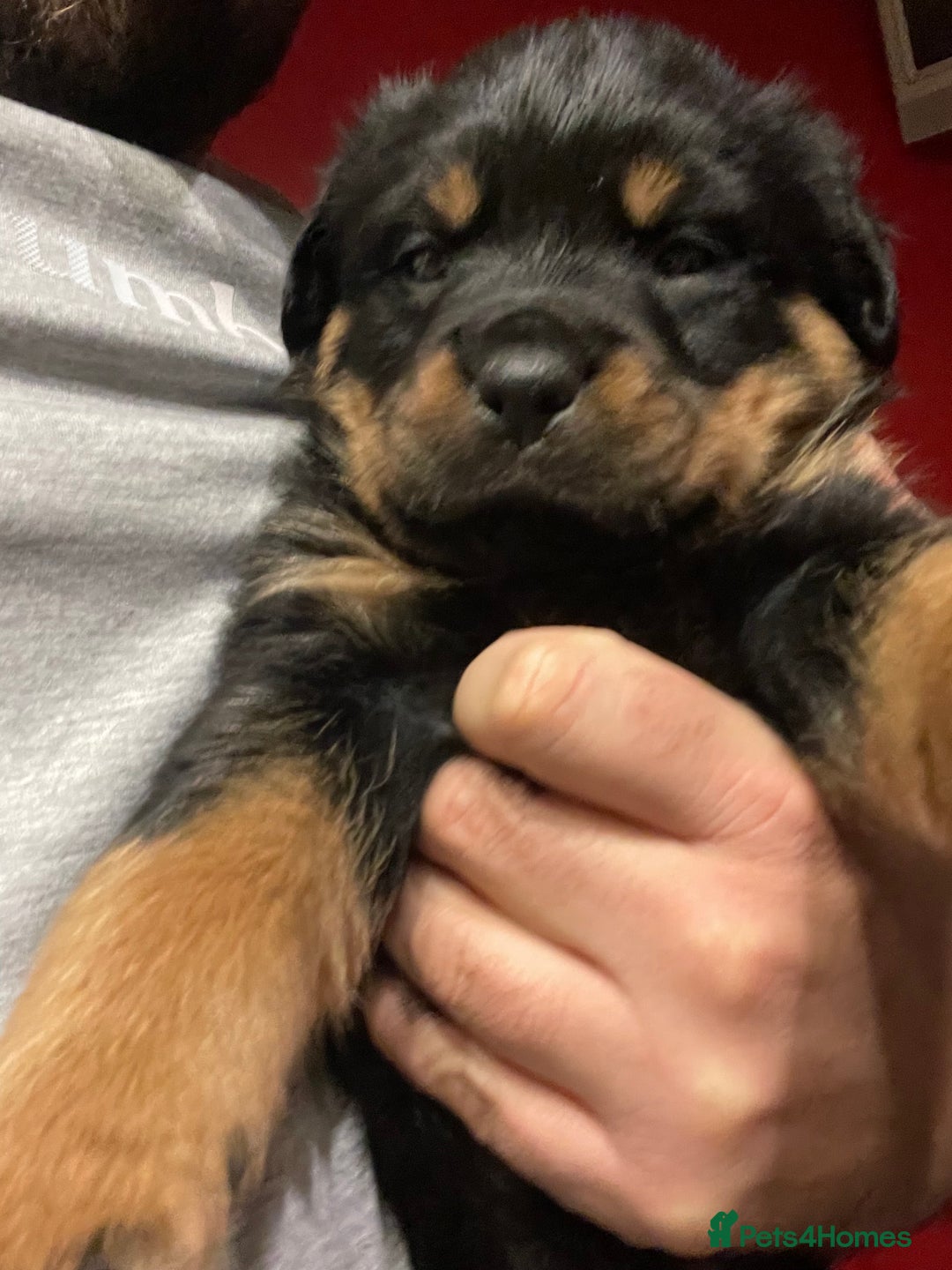 Rottweiler dogs for sale: Rottweiler x Rottweiler Akita  - Advert 2