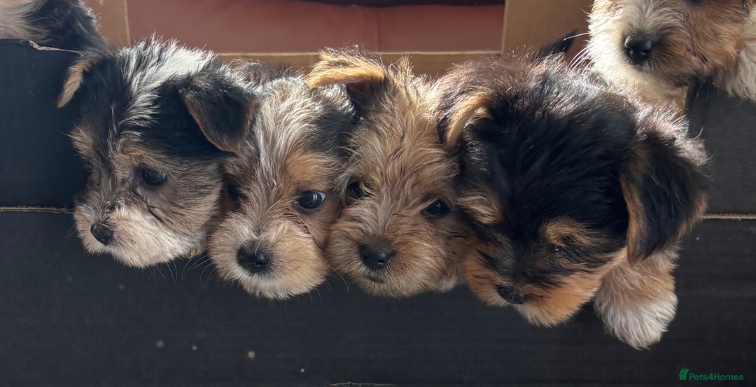Mixed Breed dogs for sale: Yorkshire terrier/Jack Russell - Image 8