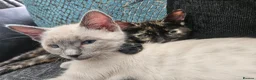 Mixed Breed cats for sale: 2 bonded kittens for sale in Stanley - Advert 6