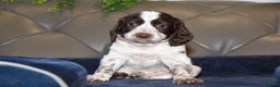 Cocker Spaniel dogs for sale: Kc Reg Health Tested Cocker Spaniel Puppies - Advert 36