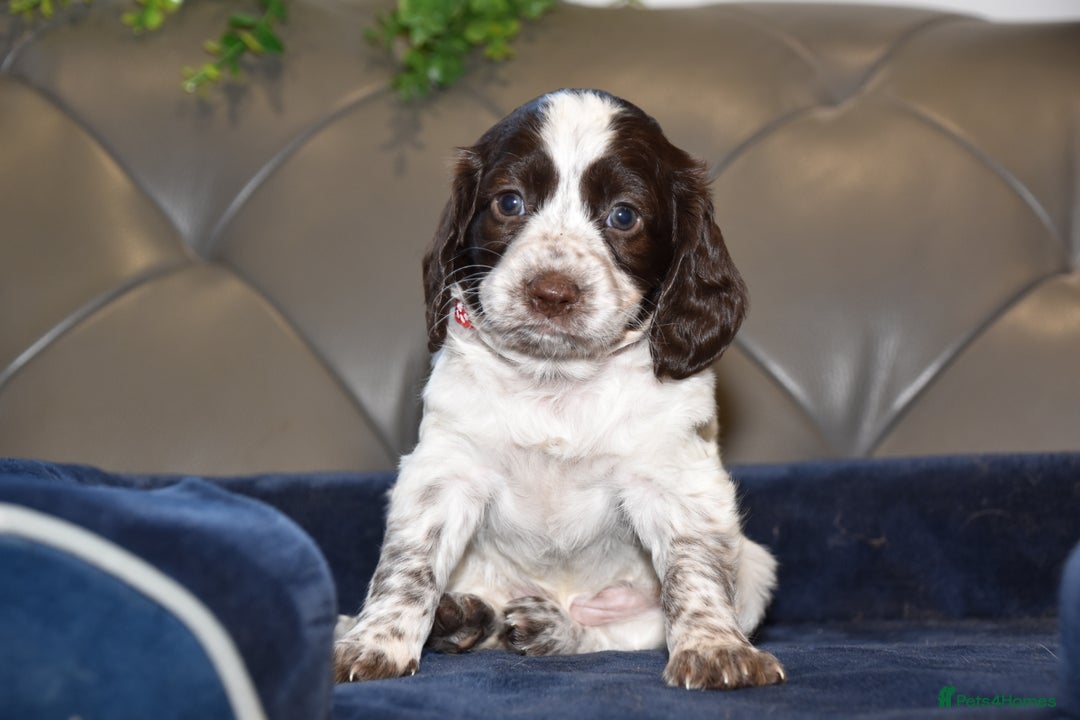 Cocker Spaniel dogs for sale: Kc Reg Health Tested Cocker Spaniel Puppies - Advert 36