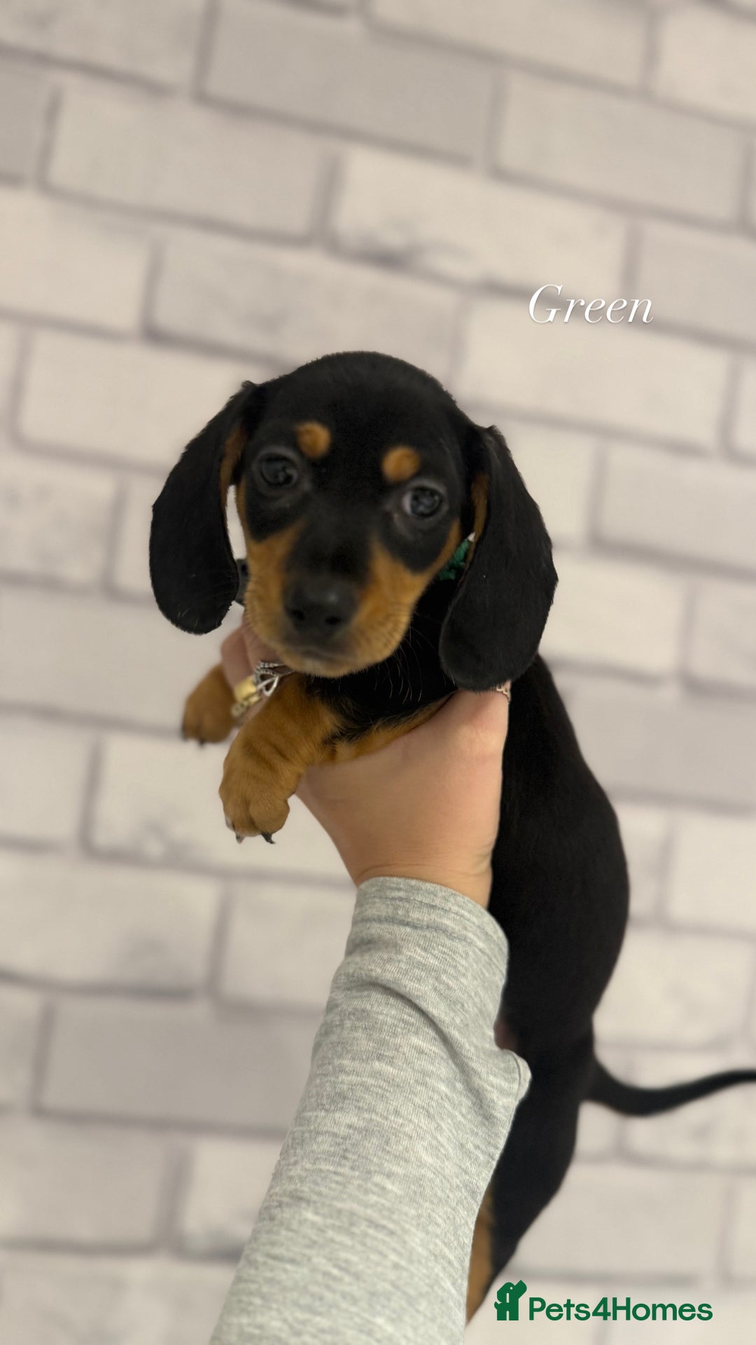 Miniature Dachshund dogs for sale: Miniature dachshunds  - Advert 6
