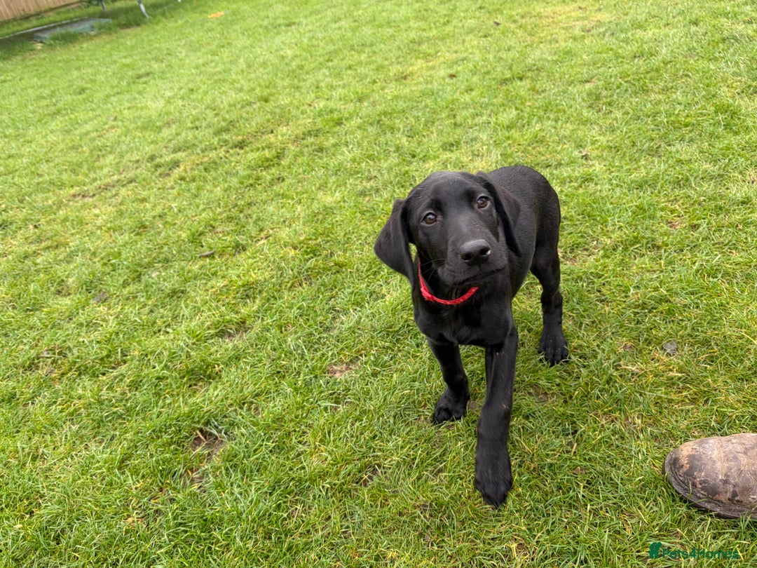 Mixed Breed dogs for sale: Black lab X GSP puppy 1 male remaining  - Advert 3