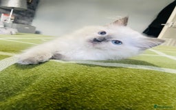 Ragdoll cats for sale: Ragdoll kittens (ready to leave now) - Image 17