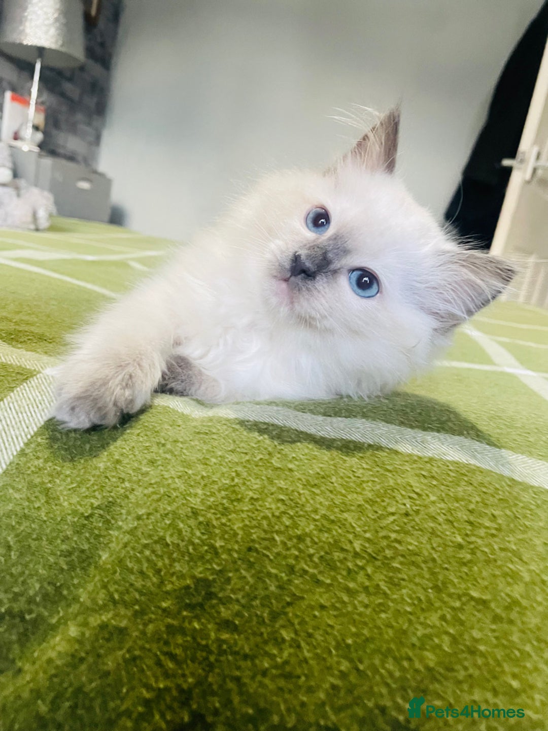 Ragdoll cats for sale: Ragdoll kittens (ready to leave now) - Image 17