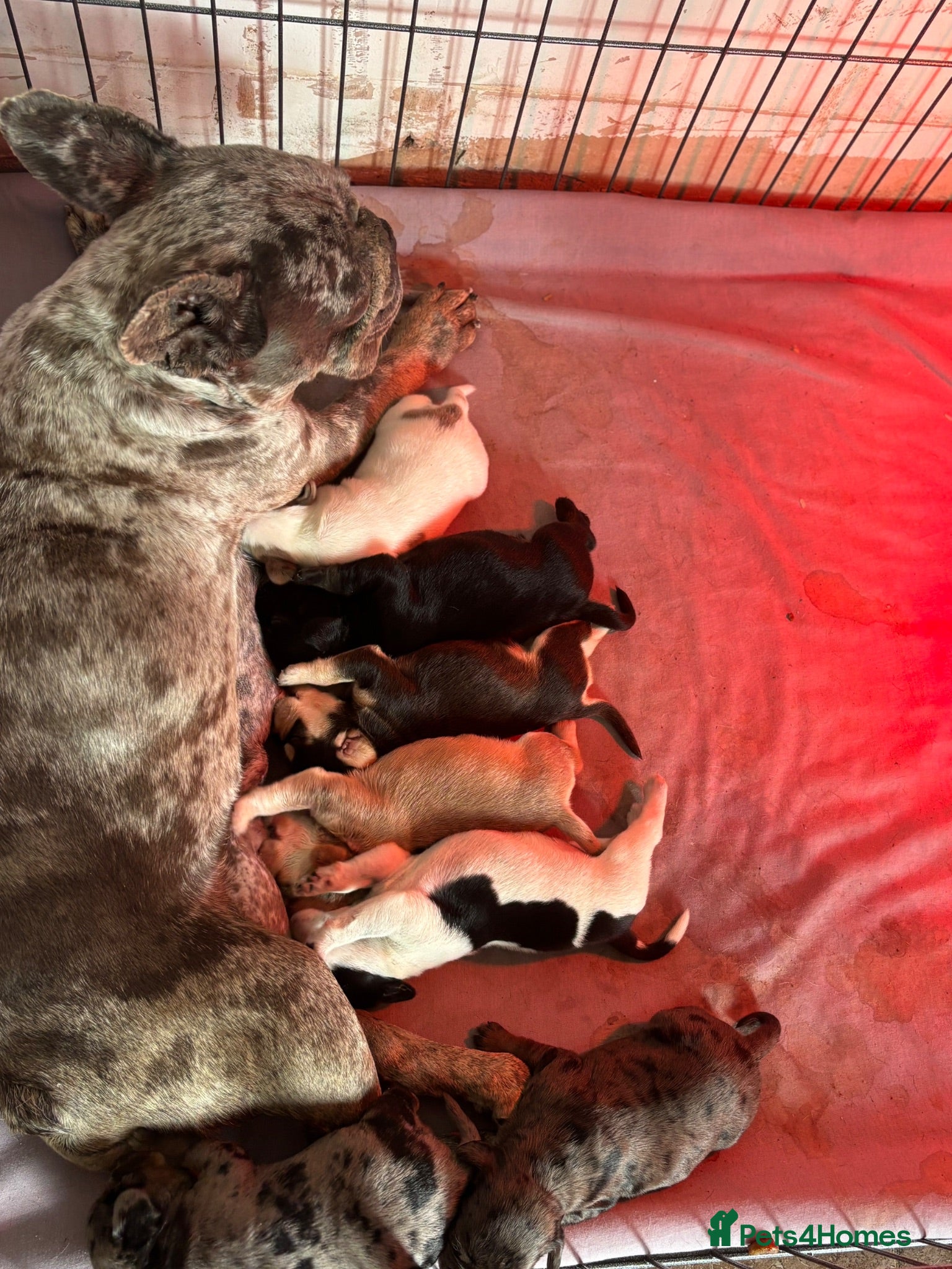 Mixed Breed dogs show cocker spaniel x french bulldog mix pups - Advert 12